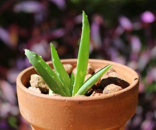 Aloe Vera Succulent Medicinal Plant Potted Herb