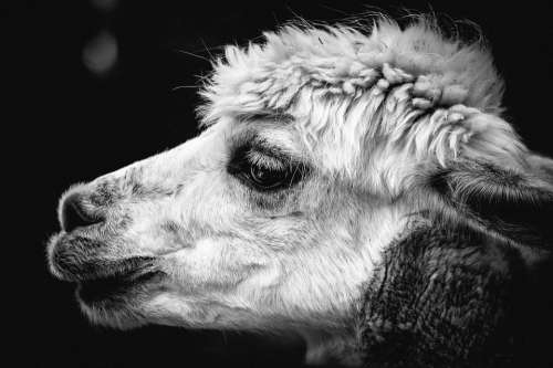 Alpaca Pako Animal Wool Mammal Animal World