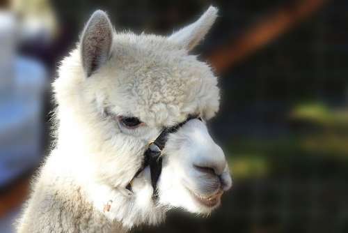 Alpaca Pako Wool Mammal Livestock Ruminant Andes