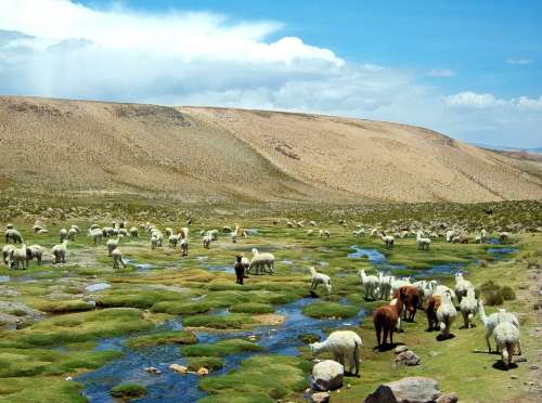 Alpaca Peru Flame Field Alpacas Field Of Flames