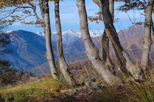 Alpine Mountains Trees Log