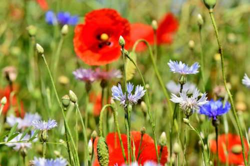 Alpine Cornflower Cornflowers Flowers