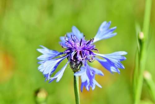 Alpine Cornflower Cornflower Blossom Bloom Blue