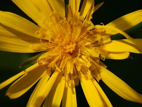 Alpine Flower Blossom Bloom Yellow Nature