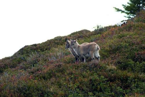 Alpine Ibex Ibex Young Animals Swiss Alps