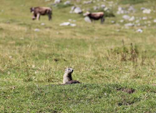 Alpine Marmot Nature Alpine Marmot Fur Animal