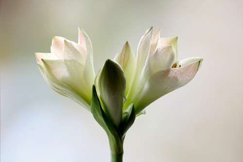 Amaryllis Blossom Bloom Flower Macro