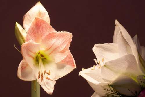 Amaryllis White Pink Flowers Flower Plant Botany