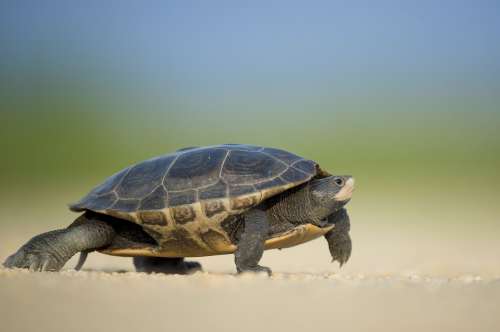 Amphibian Turtle Animal Armor Blur Close-Up