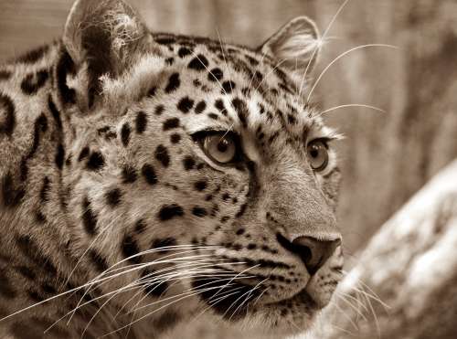Amur Leopard Sepia Close Up Cat'S Eyes Wild Animal
