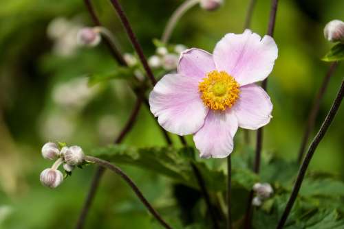Anemone Flower Blossom Bloom Bloom Pink Nature