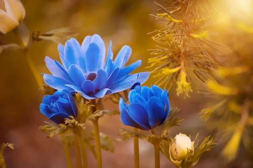 Anemone Blue Flower Blossom Bloom Petals Summer