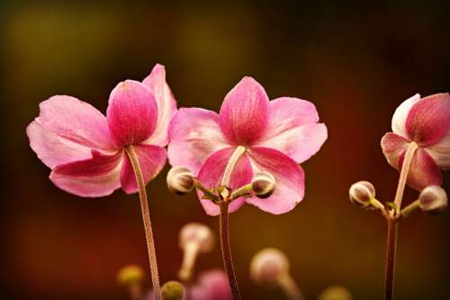 Anemone Flower Plant Blossom Garden Pink