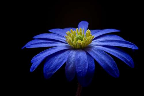 Anemone Flower Blossom Bloom Blue Balkan Anemone