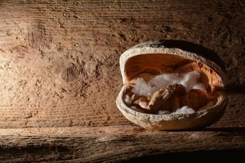 Angel Nut Walnut Sleep Concerns Deco Wood
