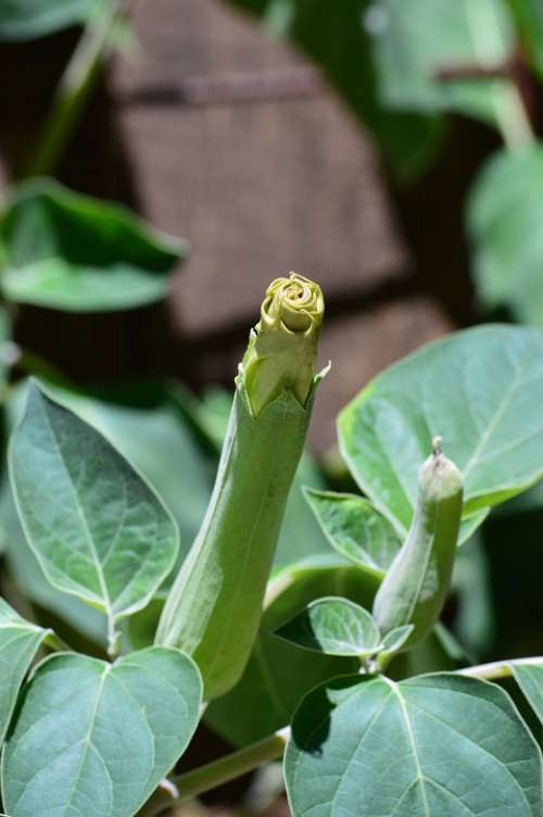 Angels Trumpet Flower Bloom Datura Plant