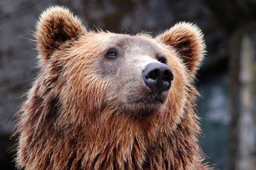Animal Zoo Bear Brown Bear