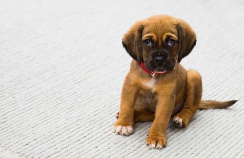 Animal Dog Pet Puppy Pug Cute Animals Sad Eyes