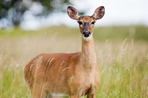 Roe Deer Deer Animal Nature Wild