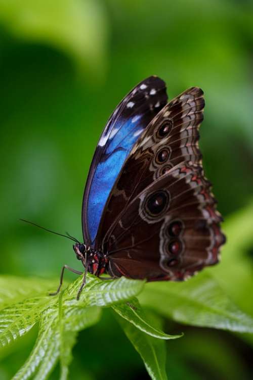 Animal Butterfly Beautiful Blue Morpho