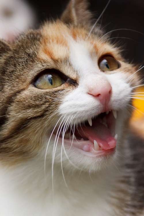 Animal Cat Cute Domestic Eyes Face Feline Fur