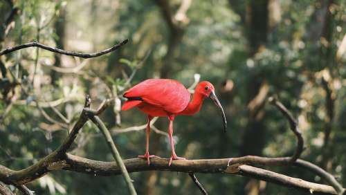 Animal Beak Bird Branches Close-Up Nature Perched