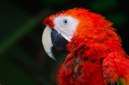 Animal Bird Close-Up Macaw Nature Parrot Wildlife