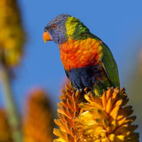 Animal Parrot Bird Colorful Colourful Flower