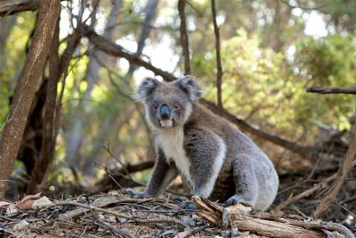 Animal Koala Marsupial Fur Nature Wildlife