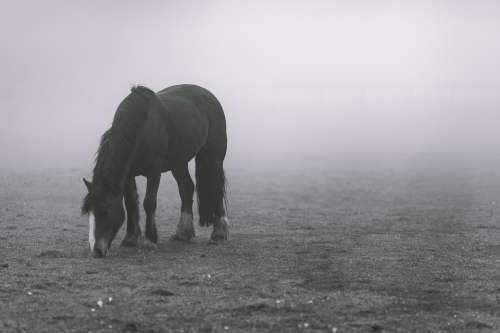 Animal Field Fog Horse Grazing Rural