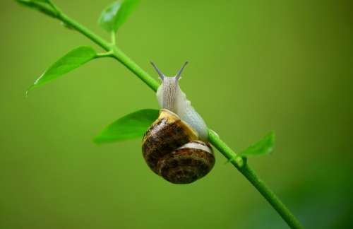 Animal Snail Mollusk Gastropod Leaves Macro Slime