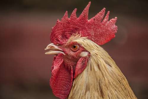 Animal Bird Chicken Close-Up Domestic Fowl Macro