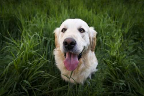 Animal Cute Dog Golden Retriever Grass Green