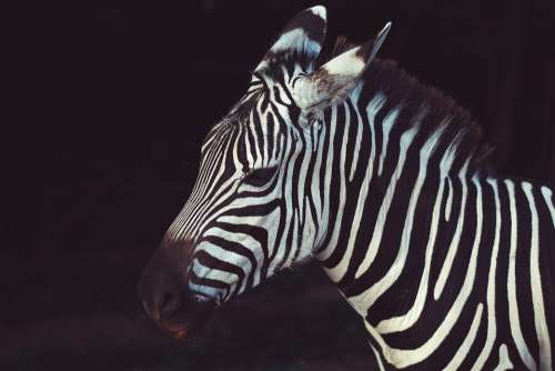 Animal Zebra Nature Savanna Stripes Wildlife