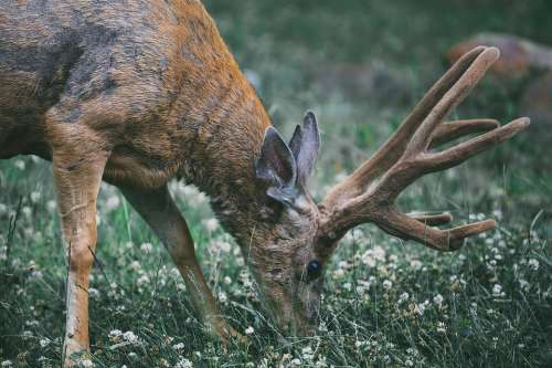 Animal Antlers Buck Deer Stag Close-Up Eating