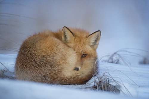 Animal Fox Canine Cold Cute Daylight Frosty Fur