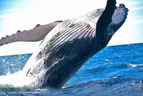 Animal Whale Nature Ocean Sea Water Huge Jump