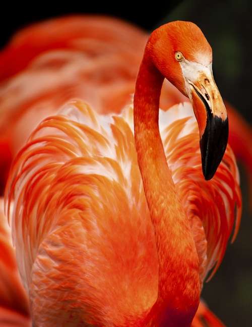 Animal Flamingo Avian Beak Beautiful Bird