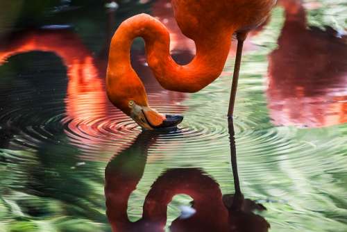 Animal Flamingo Avian Bird Feathers Lake Plumage