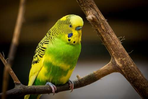 Animal Avian Bird Color Colorful Colourful