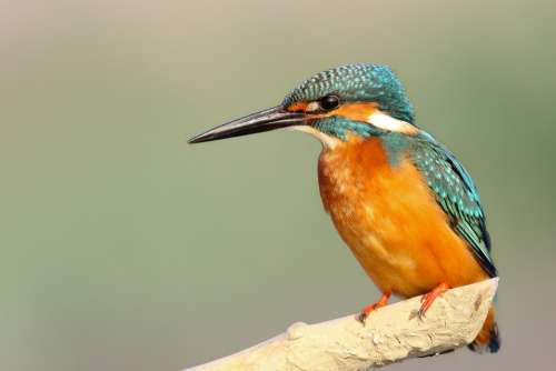 Animal Kingfisher Avian Beak Bird Bird Watching