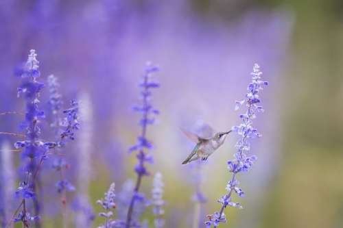 Animal Hummingbird Bird Bloom Blossom Flora