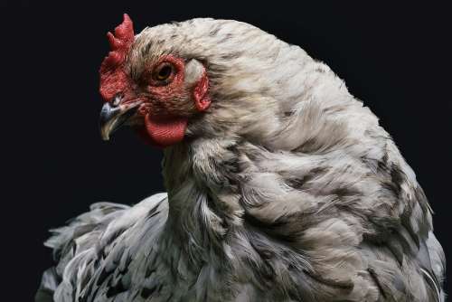 Animal Chicken Hen Poultry Beak Bird Close-Up