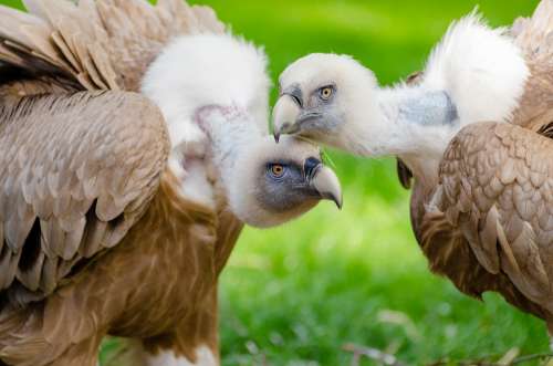 Animal Vultures Avian Beaks Birds Blur Close-Up