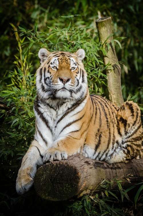 Animal Tiger Big Cat Carnivore Cat Close-Up