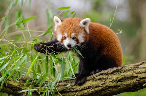 Animal Red Panda Branch Cute Leaves Outdoors