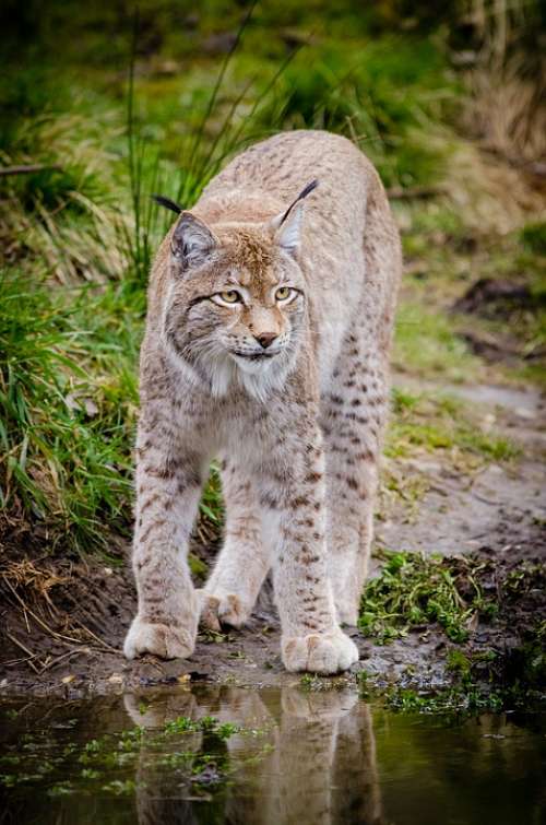 Animal Lynx Feline Grass Outdoors Wild Cat
