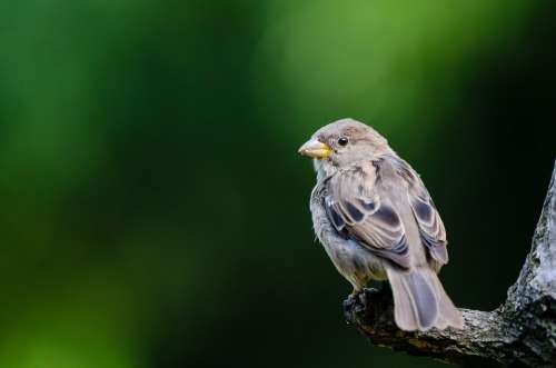 Animal Avian Sparrow Bird Macro Perched Plumage