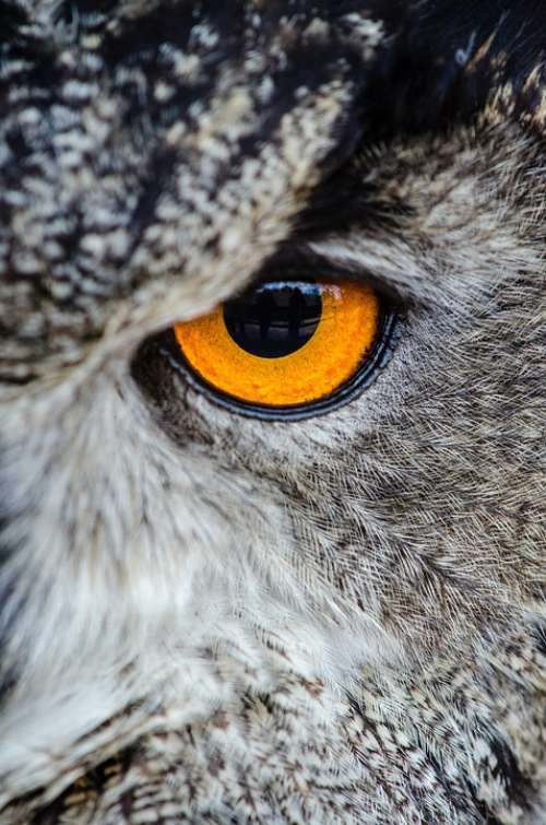 Animal Owl Bird Close-Up Eye Wildlife