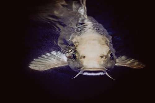 Animal Catfish Fish Pond Swimming Water